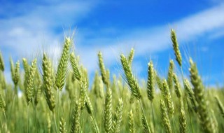 农民种植小麦的正确方法 农民种植小麦的正确方法视频