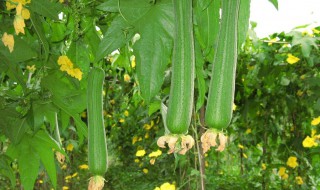 丝瓜的种植方法和技术（丝瓜的种植方法和技术与管理）