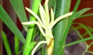 竹子开花的原因 竹子开花的原因和防治措施