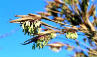 风水学竹子开花意味着什么 风水学竹子开花意味着什么神算网