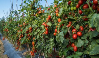 在家种植西红柿最好的方法（在家种植西红柿最好的方法是什么）