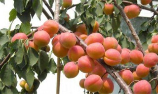 杏树种植时间和方法 杏树移栽的最佳时间