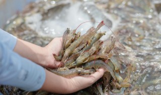 分享几点做海鲜生意的经验（做海鲜生意怎么做的?具体点）