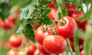 种植照顾西红柿方法