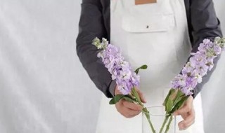 紫罗兰鲜花的养护方法 紫罗兰鲜花的养护方法有哪些