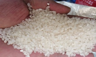 珍珠米是一种什么性质的米啊