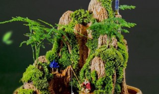 假山苔藓的养殖方法和注意事项（假山苔藓的养殖方法和注意事项有哪些）