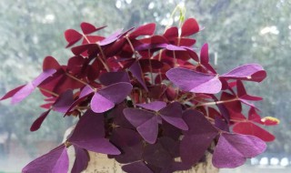 水培紫叶酢浆草养殖方法和注意事项