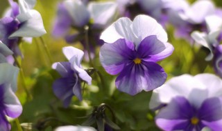 紫罗兰鲜切花养殖方法和注意事项