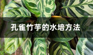 孔雀竹芋的水培养殖方法和注意事项（孔雀竹芋的水培养殖方法和注意事项有哪些）
