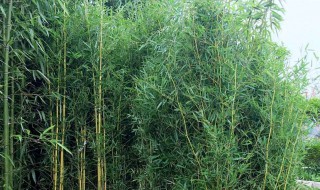 庭院紫竹养殖方法和注意事项