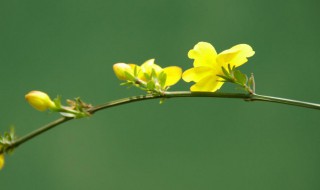 迎春花怎样养殖方法和注意事项 迎春花的养殖方法及注意事项