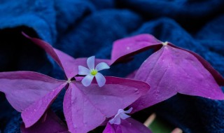 紫叶酢浆草种球的养殖方法和注意事项 紫叶酢浆草在家怎么种