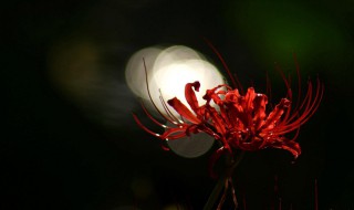 彼岸花是什么季节开的 彼岸花开在什么季节