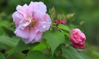 芙蓉花的功能告诉你芙蓉花有什么用 芙蓉花有什么用处?