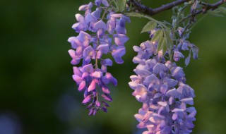 紫藤花简介 丰花紫藤