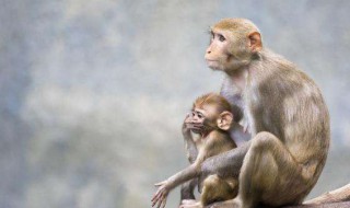 猴子是国家几级保护动物 猴子是国家几级保护动物?