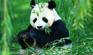 大熊猫是猫吗为什么 大熊猫是猫吗为什么被称为国宝
