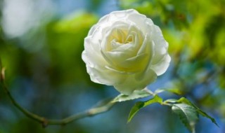 白玫瑰的花语是什么 白玫瑰的花语是什么意思 寓意