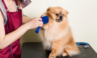 宠物美容师证报考条件 宠物美容学校正规学费多少钱