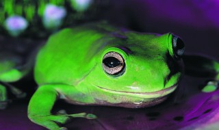 树蛙对人体有害吗 树蛙有毒吗?