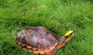 彩龟的养殖方法和注意事项 彩龟怎样才能养活