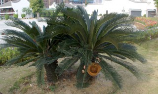 菠萝铁树的养殖方法和注意事项（菠萝铁树的养殖方法和注意事项有哪些）