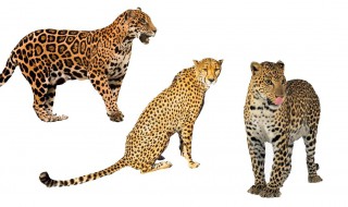 猎豹和花豹有什么区别（猎豹和花豹有什么区别图片对比）