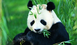 大熊猫为什么会濒临灭绝 熊猫头诡异笑容图片