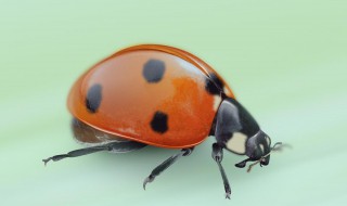 甲虫繁殖方法和注意事项（甲虫繁殖教程）