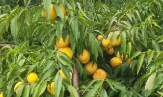 黄桃树的种植方法和注意事项 黄桃树的种植方法和注意事项图片