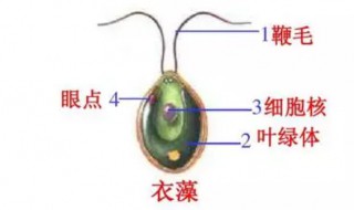 衣藻是原核还是真核生物（衣藻是原核还是真核生物）