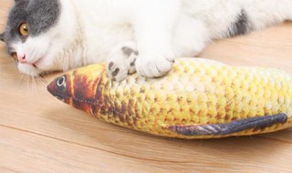 猫咪冻干鱼自制方法 猫咪冻干鱼自制方法窍门