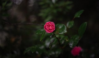 山茶花的功效与作用 山茶花的功效与作用对皮肤的作用