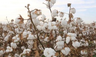 新疆棉花事件起因 新疆棉花事件起因经过时间