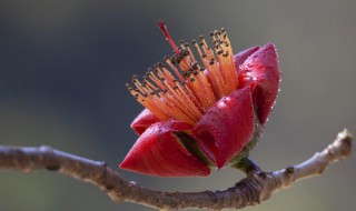 木棉花酱怎么做