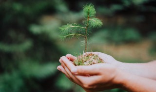 幼儿园植树出行注意事项（幼儿园植树出行注意事项图片）