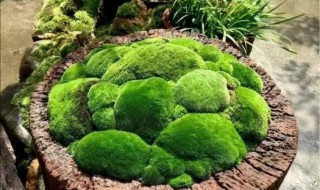 苔藓盆景的制作工艺及养护 苔藓盆景的制作工艺及养护方法视频