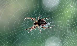 蜘蛛网的成分是什么 蜘蛛网有哪些作用