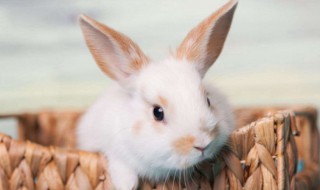 家里养兔子有什么好处 家里养兔子有什么好处吗