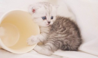 茶杯猫多少钱 茶杯猫多少钱一只茶杯猫能活多久