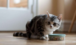 猫能吃的20种食物 小奶猫能吃的20种食物