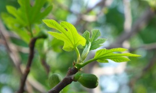 无花果叶子的功效与作用（无花果叶子的功效与作用禁忌及食用方法）