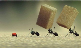 蚂蚁的作文 蚂蚁的作文200字