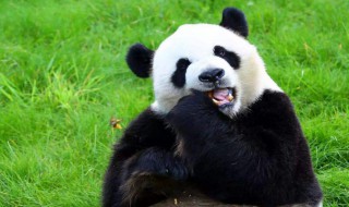 大熊猫爱吃的竹子是草还是树（大熊猫爱吃的竹子实际上是什么植物）
