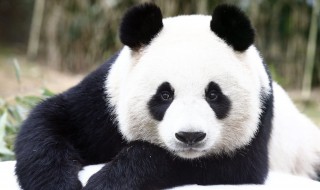 大熊猫是什么科 大熊猫是什么科动物?