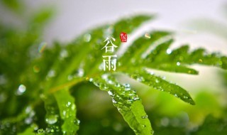 谷雨吃什么传统食物 谷雨吃什么食物养生窍门