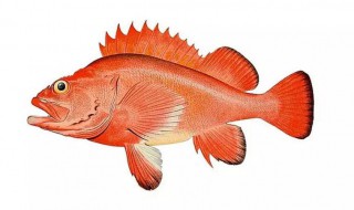 红鱼是什么鱼 海鲜红鱼是什么鱼