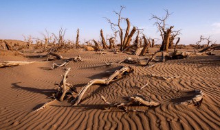 土地沙漠化有何危害 土地沙漠化的危害及治理措施