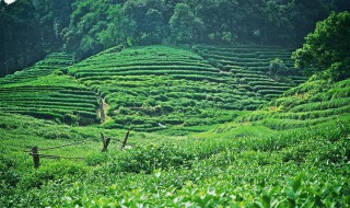 龙井茶产地是哪个城市 龙井茶产地是哪个城市生产的